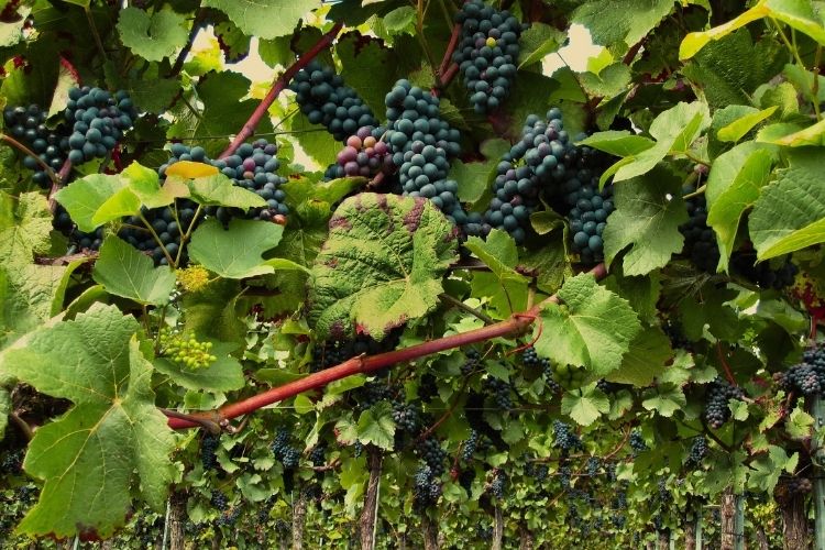 _harvesting grapes